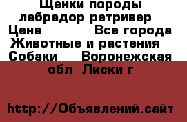 Щенки породы лабрадор ретривер › Цена ­ 8 000 - Все города Животные и растения » Собаки   . Воронежская обл.,Лиски г.